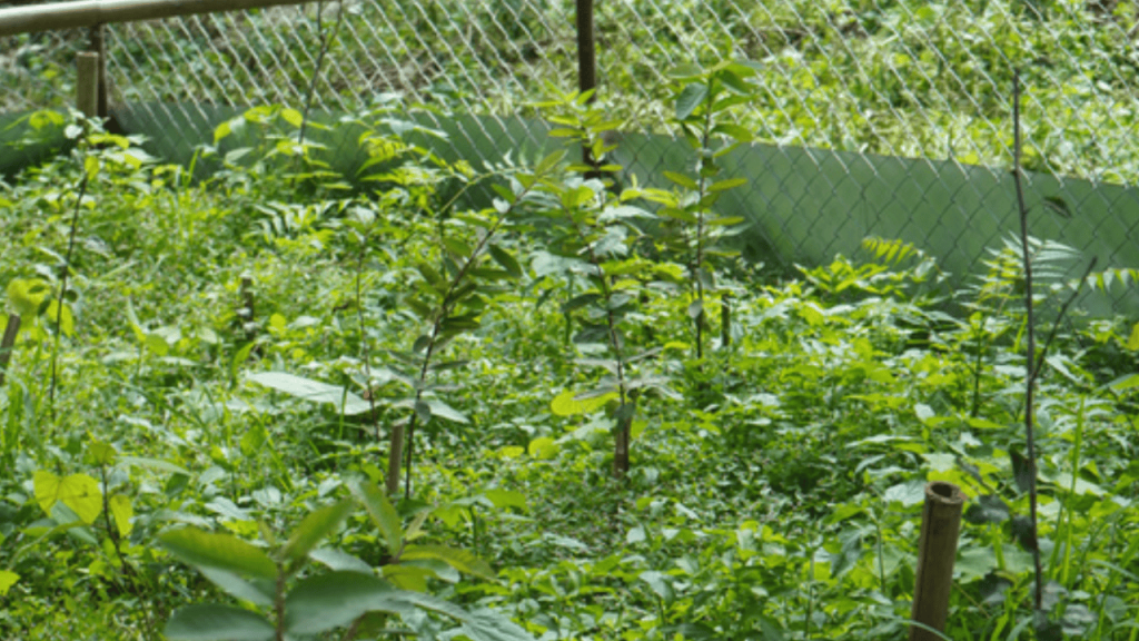 REWILDING SWAYAMBHU 2 After
